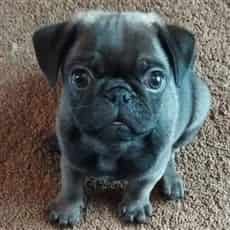 Black and 2024 grey pug